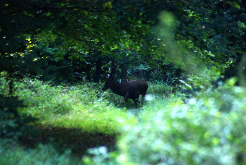 cerf